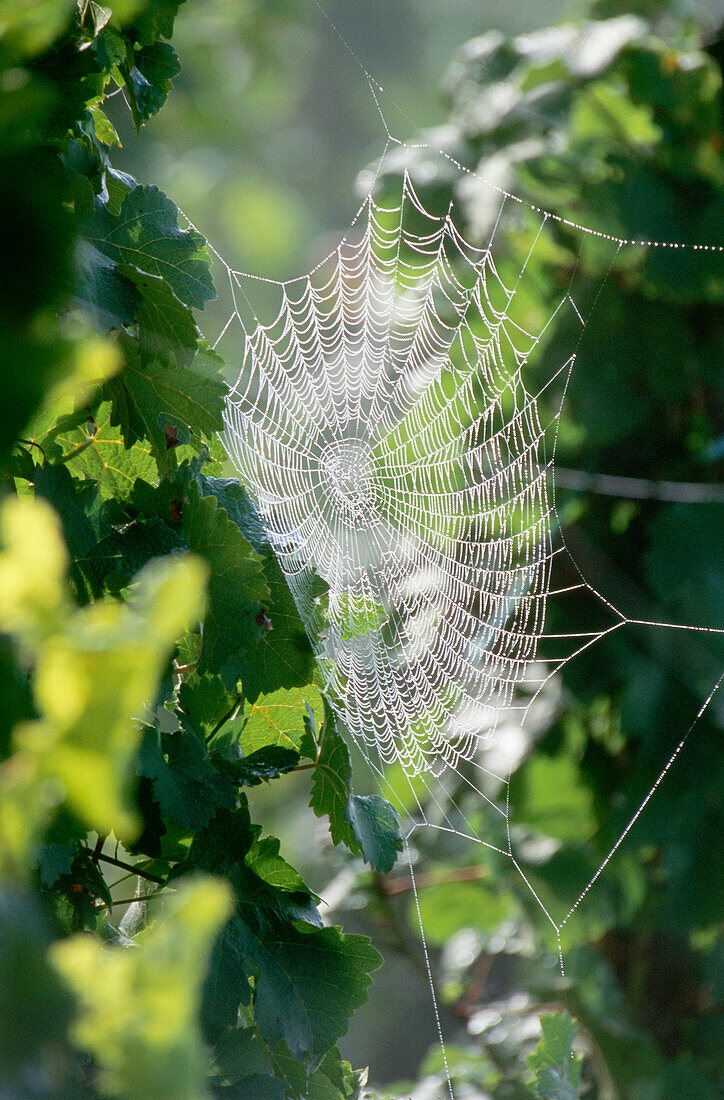 Spiderweb between vine, Scharzhofberg, Wiltingen, Saar, Rhineland-Palatinate, Germany