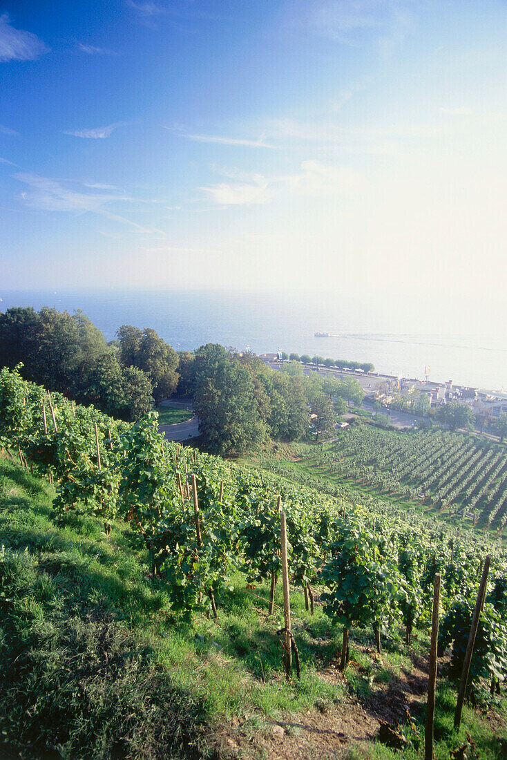 Blick über Weinberg Chorherrnhalde auf Bodensee, Meersburg, Baden-Württemberg, Deutschland