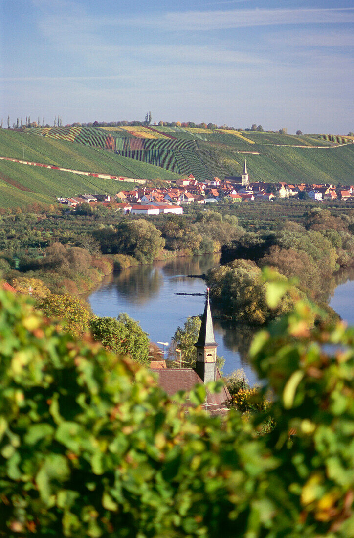 Vineyard Escherndorfer Lump, Escherndorf, Franconia, Bavaria, Germany