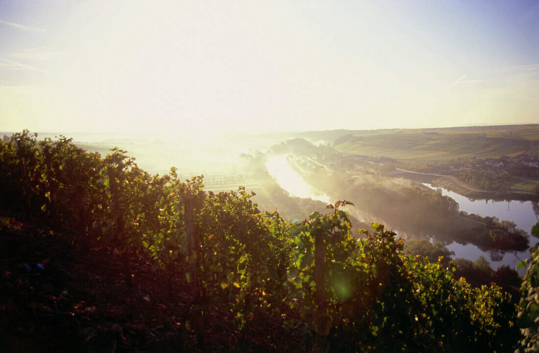 Vineyard Escherndorfer Lump, Escherndorf, Franconia, Bavaria, Germany