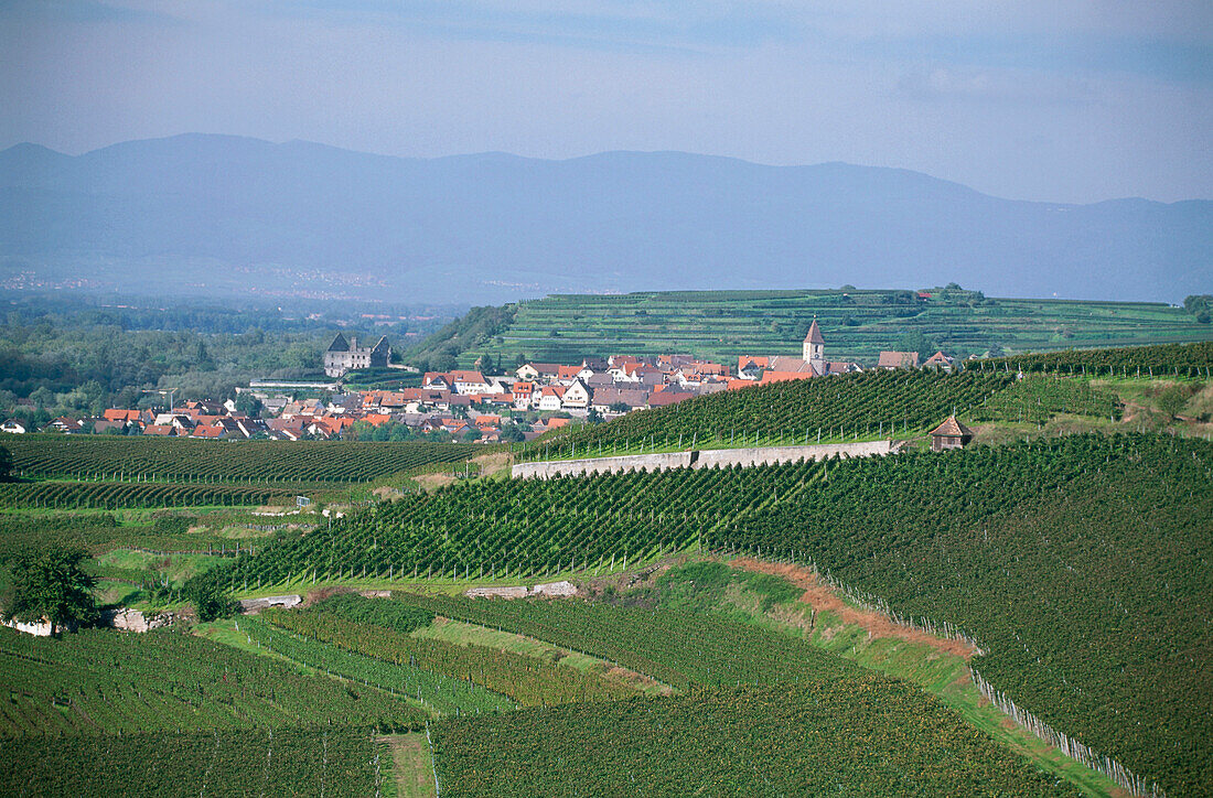 Weinberg Oberrottweiler Eichberg, Oberrottweil, Baden-Württemberg, Deutschland