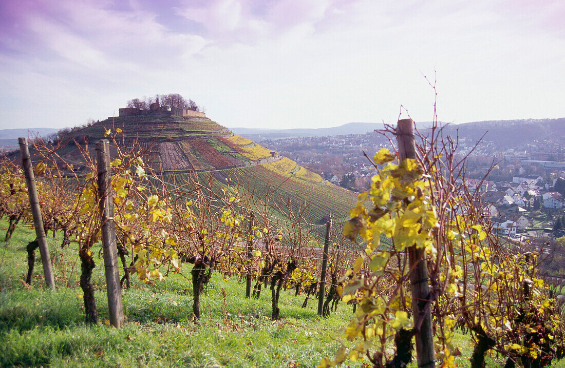 Vineyard with castle ruin in background, Weinsberg, Baden-Wurttemberg, Germany