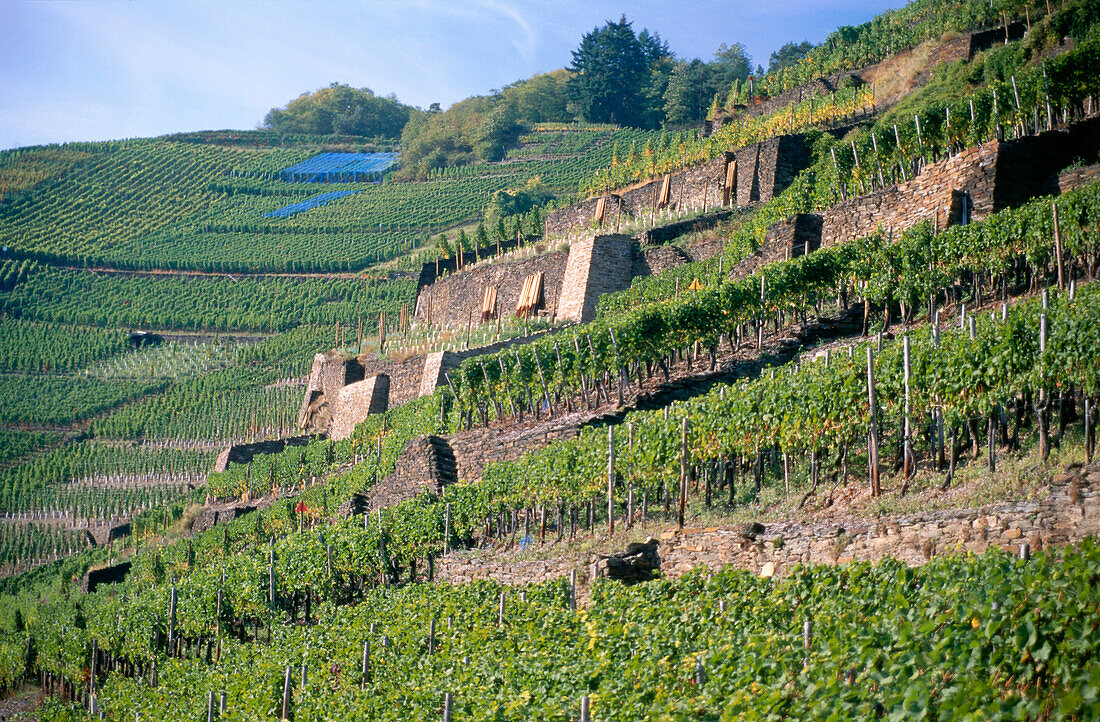 Vineyard Walporzheimer Garkammer, Walporzheim, Bad Neuenahr-Ahrweiler, Rhineland-Palatinate, Germany