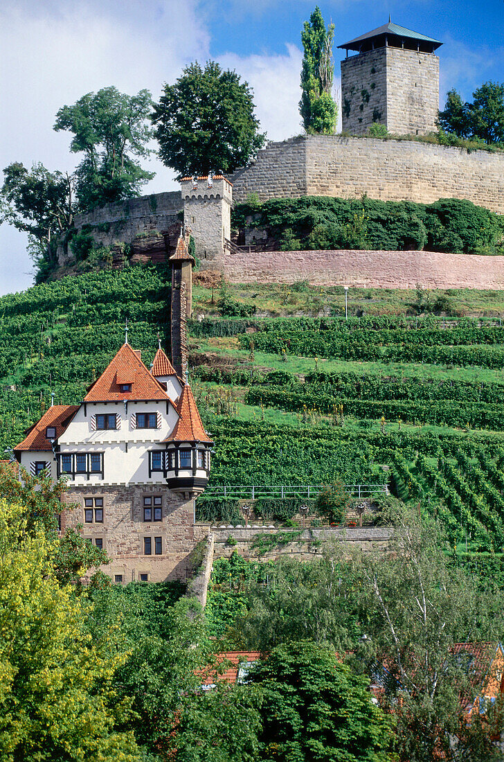 Vineyard at Hohenbeilstein castle, Beilstein, Baden-Wurttemberg, Germany