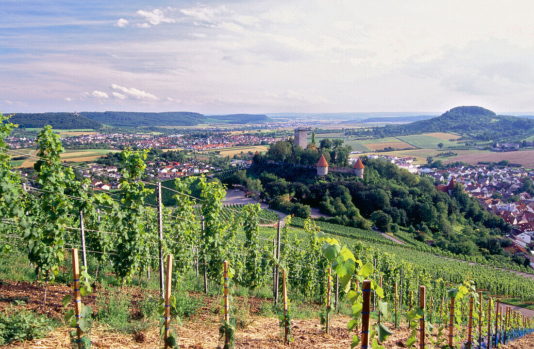 Vineyard with Hohenbeilstein castle, Beilstein, Baden-Wurttemberg, Germany