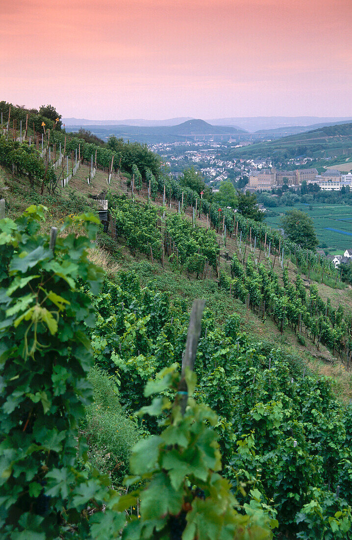 Vineyard Walporzheimer Garkammer, Walporzheim, Bad Neuenahr-Ahrweiler, Rhineland-Palatinate, Germany