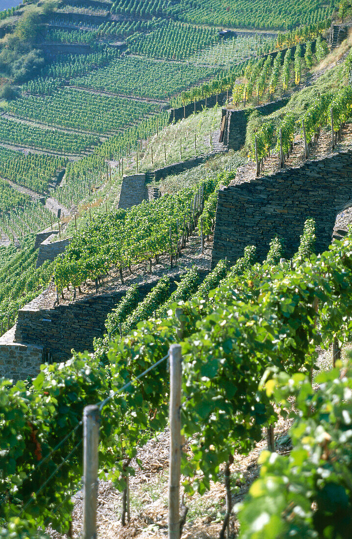 Vineyard Walporzheimer Garkammer, Walporzheim, Bad Neuenahr-Ahrweiler, Rhineland-Palatinate, Germany