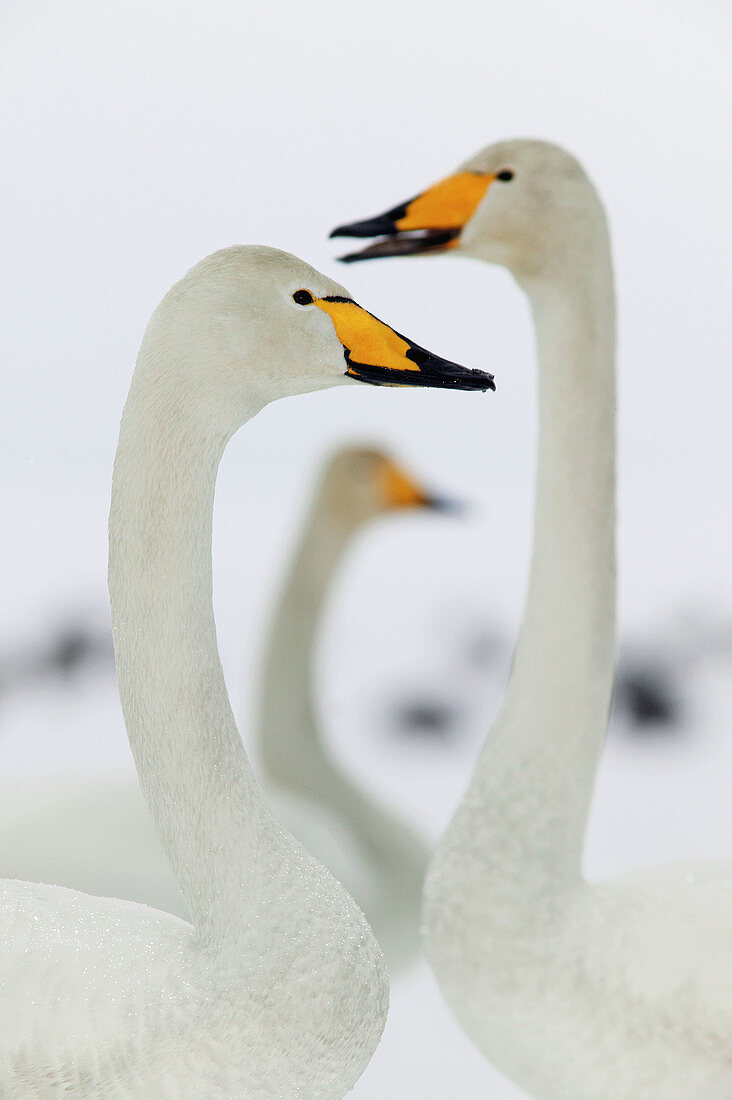 Whooper swan (Cygnus cygnus), winter. Sweden