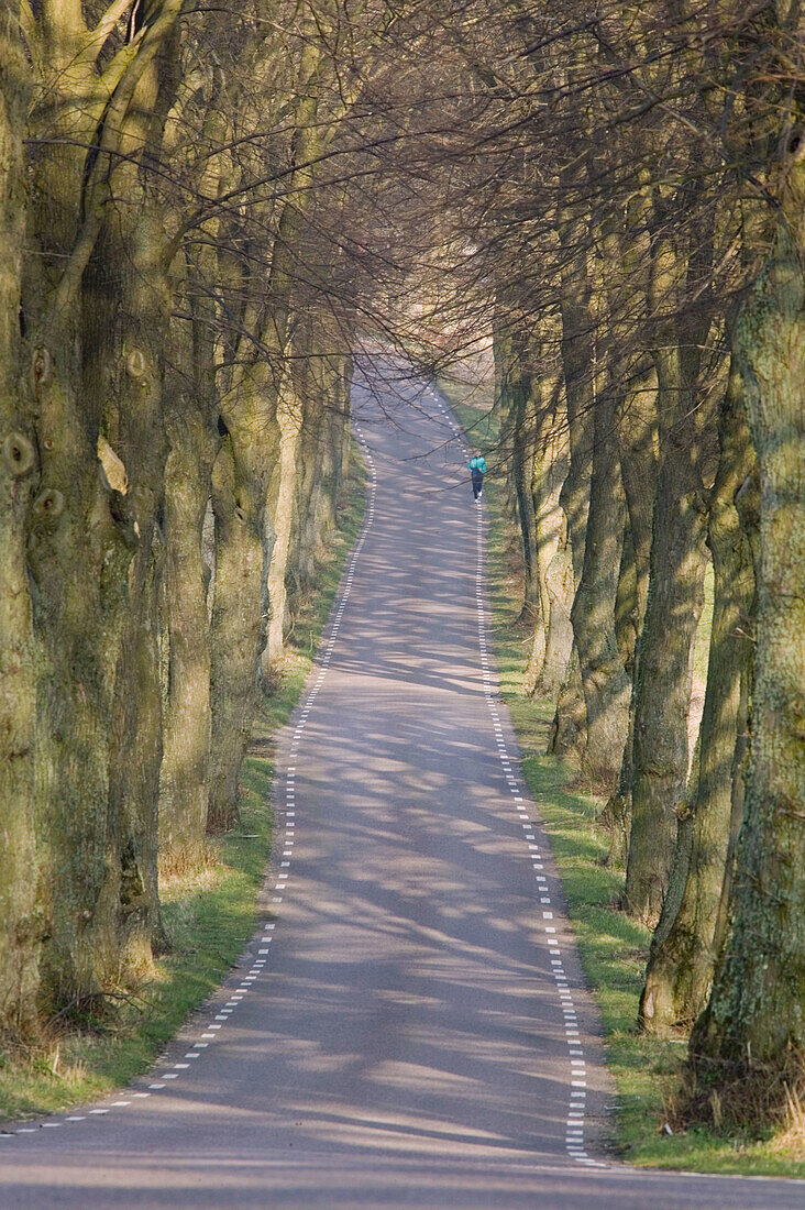 Avenue running thru the landscape. Skåne, Sweden