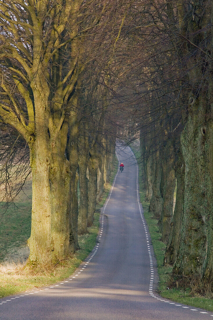 Avenue running thru the landscape. Skåne, Sweden