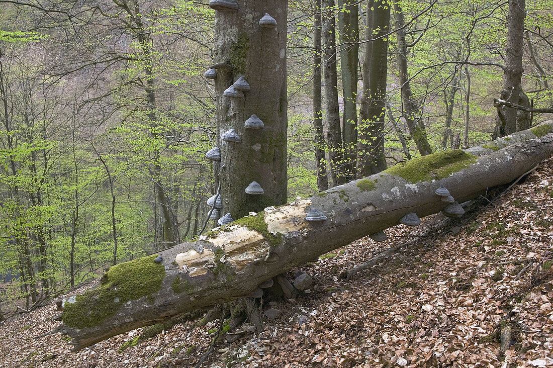 European Beech forest (Fagus sylvatica) in spring. Fungus on the trunks. Skåne National Park. Skåne, Sweden