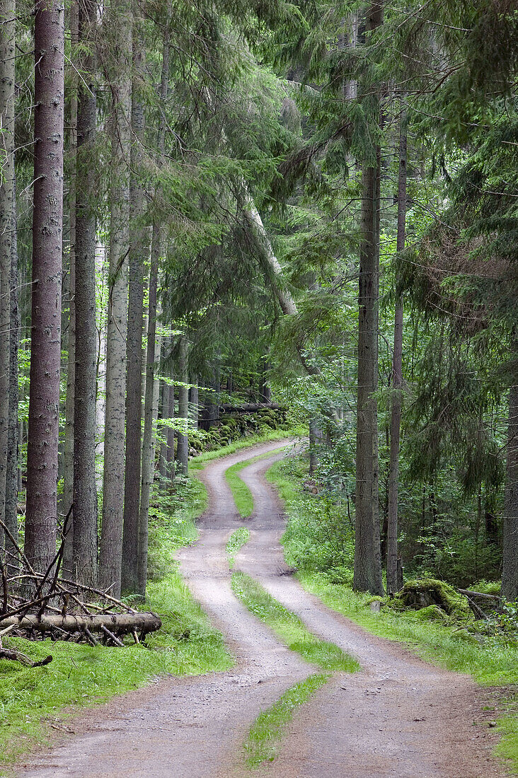 Dirt road thru pine forest. Sweden