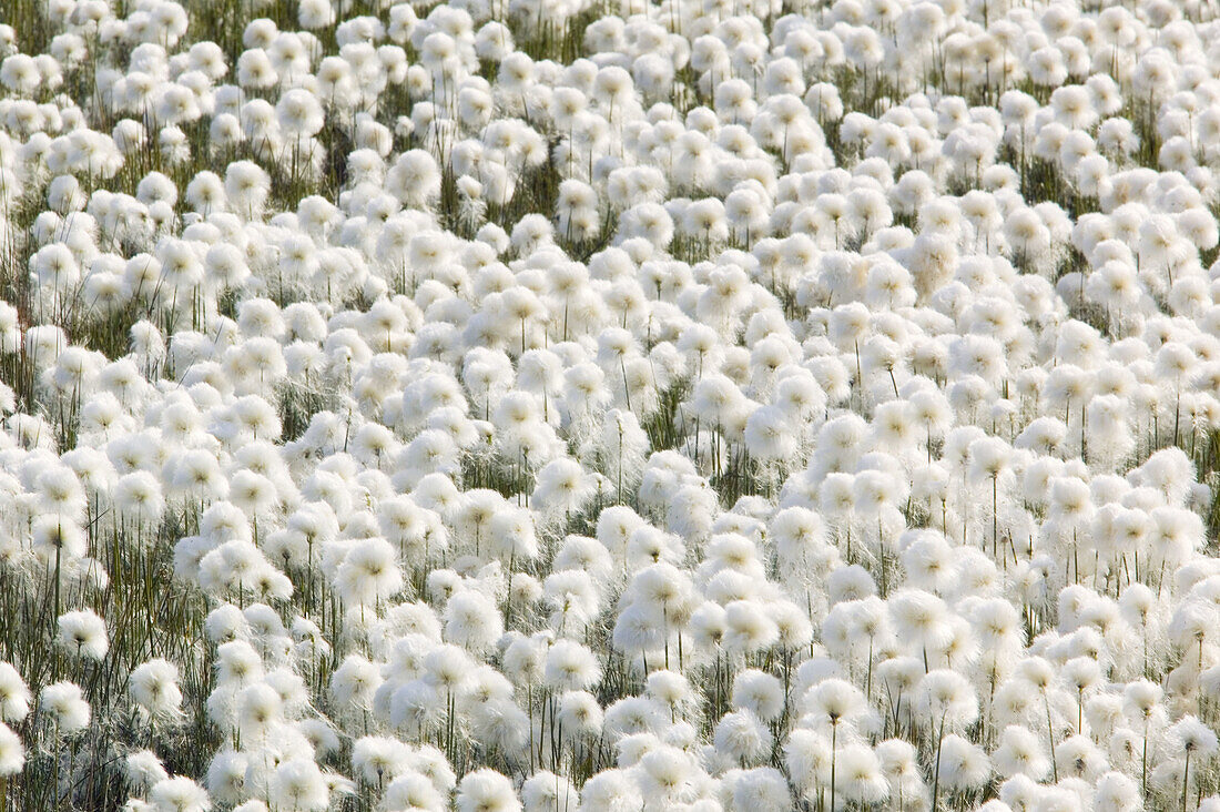 Hare s-tail Cottongrass (Eriophorum vaginatum sp.) Jotunheimen, Oppland, Norway.