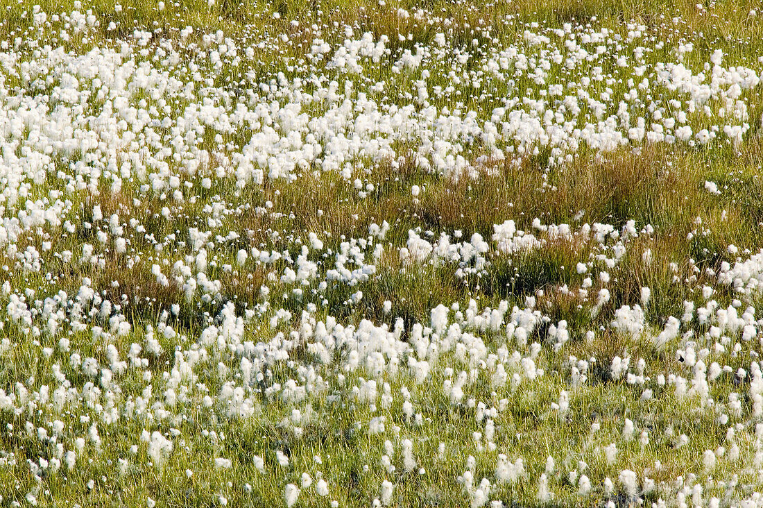 Hare s-tail Cottongrass (Eriophorum vaginatum sp.) Jotunheimen, Oppland, Norway.