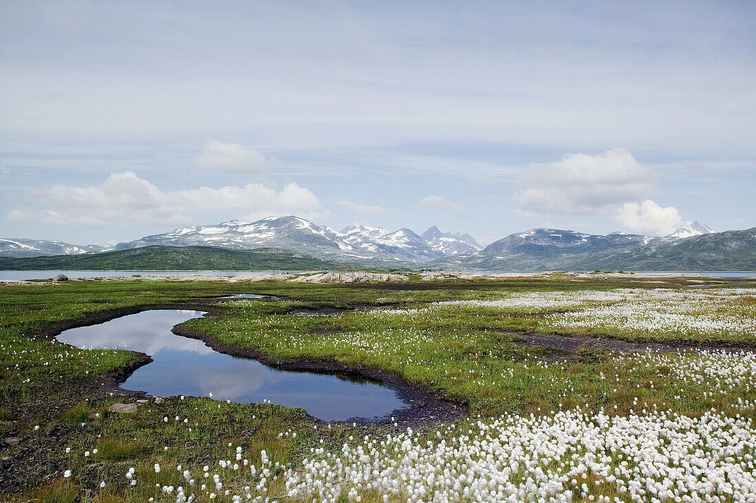 Wetlands with hare s-tail Cottongrass (Eriophorum vaginatum sp.) at Lake Tyin. Jotunheimen, Oppland, Norway.