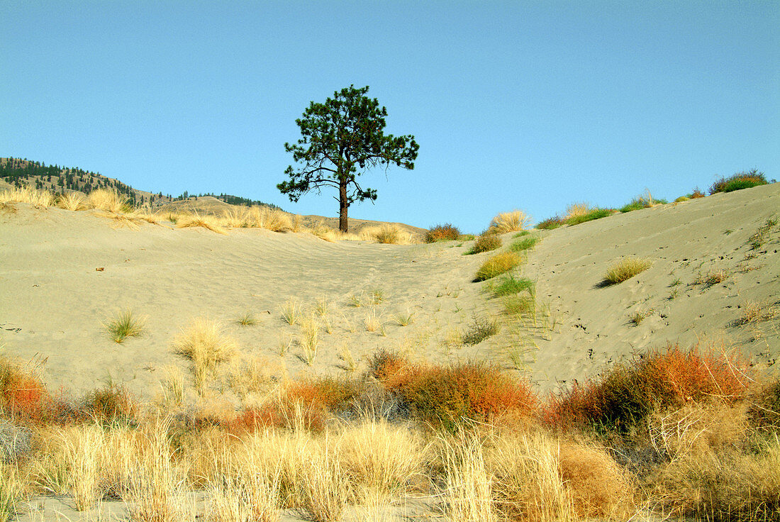 Desert scene with single pine tree. British Columbia, Canada