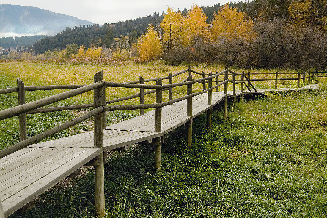 Wooden walkway in marshy area, Salmon Arm, B.C. Canada