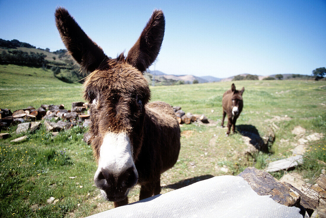 Donkeys. Extremadura. Spain