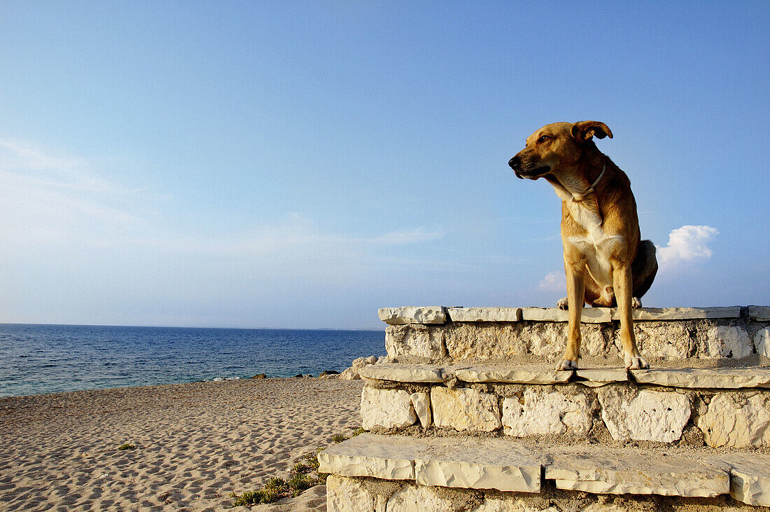 Dog looking to the sea. Greece.