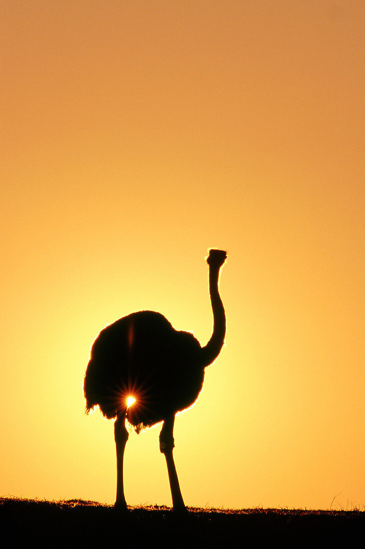 Ostrich (Struthio camelus)