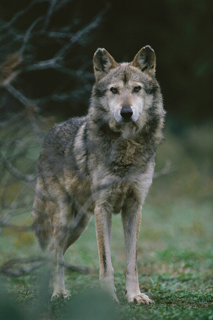 Mexican Grey Wolf (Canis lupus baileyi). Fossil Rim Wildlife Center. Glen Rose. Texas. USA