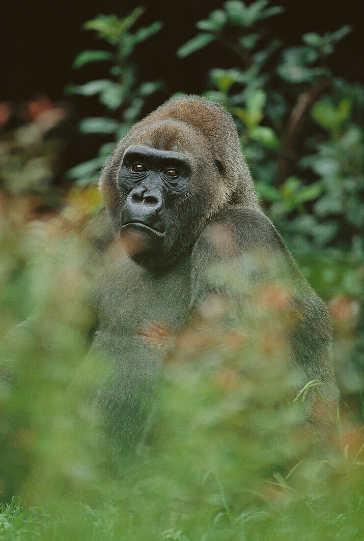 Lowland Gorilla (Gorilla gorilla gorilla)