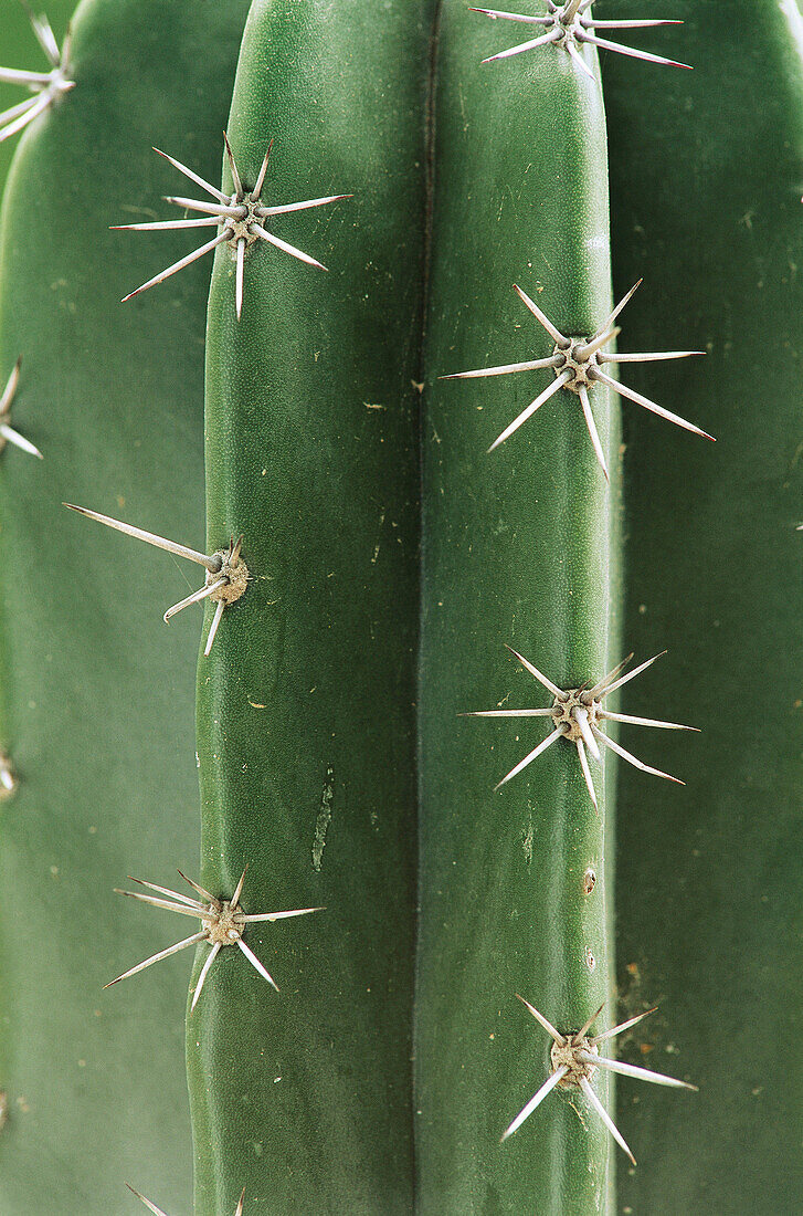 Golden Saguaro cactus (Neobuxbaumia polylopha), detail. Texas. USA