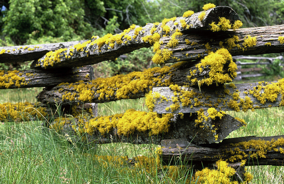 Lichen on wood fence.