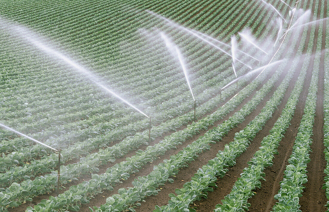 Irrigated strawberry field. Central California. USA.