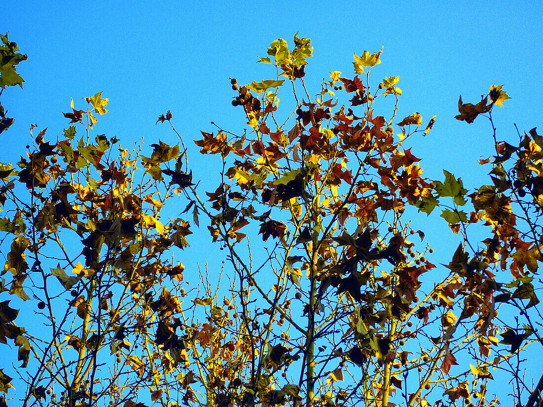  Außen, Baum, Bäume, Blatt, Blätter, Blau, Blauer Himmel, Farbe, Froschperspektive, Gelb, Herbst, Himmel, Jahreszeit, Jahreszeiten, Natur, Tageszeit, J08-460058, agefotostock 