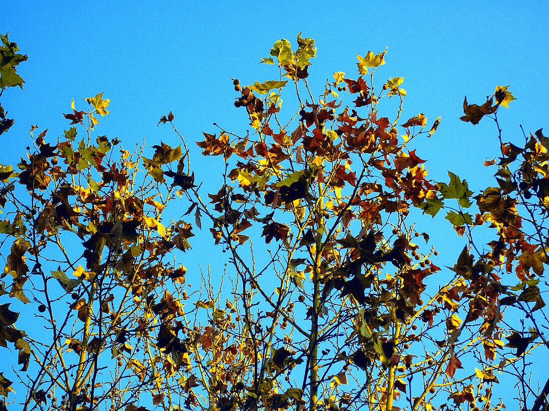  Autumn, Autumnal, Blue, Blue sky, Color, Colour, Daytime, Exterior, Fall, Leaf, Leaves, Low angle view, Nature, Outdoor, Outdoors, Outside, Season, Seasons, Skies, Sky, Tree, Trees, View from below, Worm s eye view, Yellow, J08-460058, agefotostock 