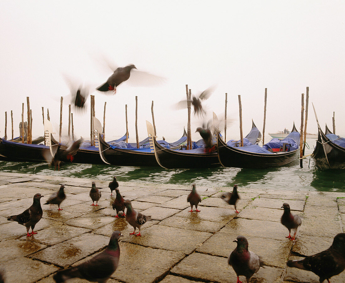 Pigeons and gondolas. Venice. Italy