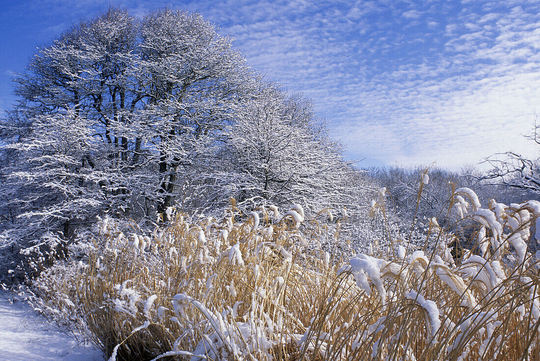 Snow on tulpelo trees and grasses, Little Compton, winter. Rhode Island. USA.
