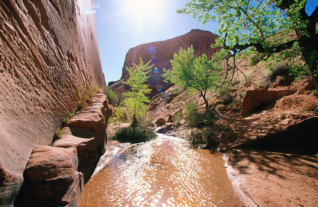 Coyote Gulch. Glen Canyon area. Utah. USA