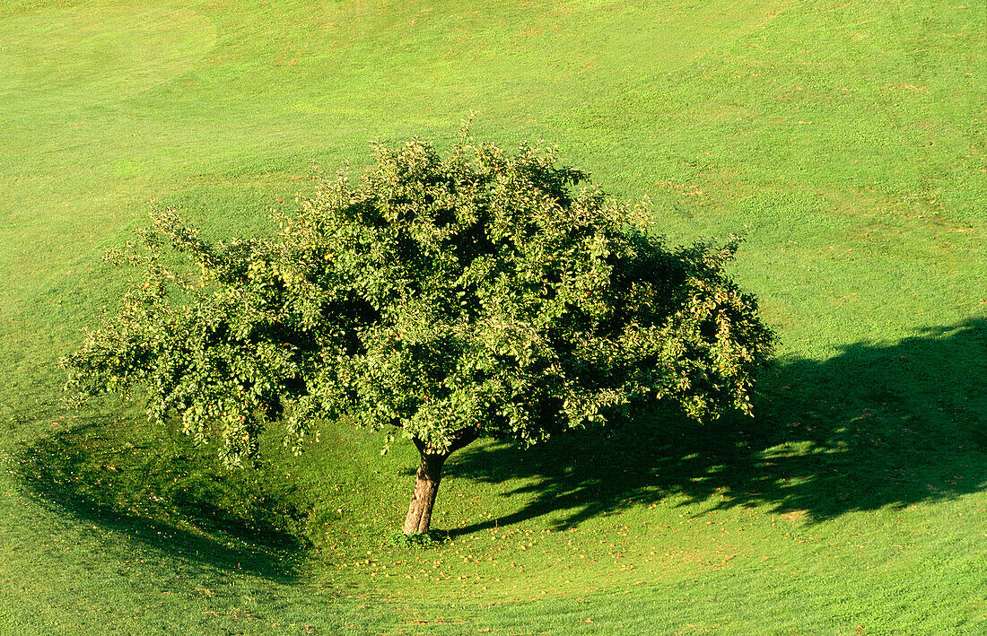 Apple tree. Bad Griesbach, Lower Bavaria. Germany