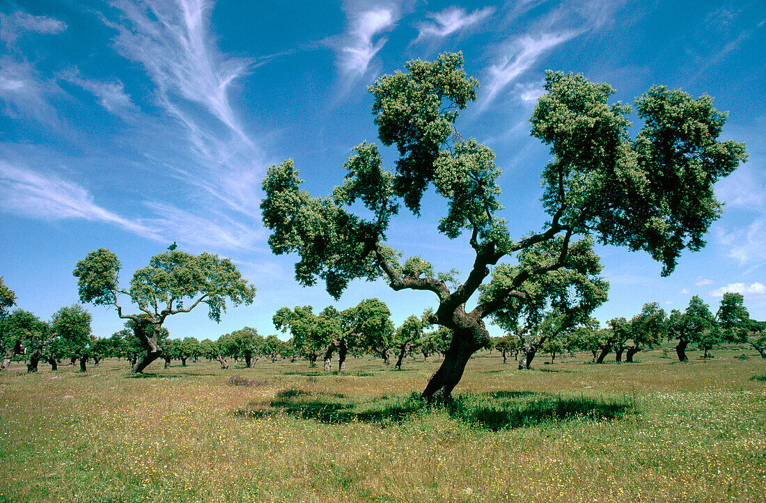 Monfrague Natural Park and Biosphere Reserve. Caceres province. Extremadura. Spain