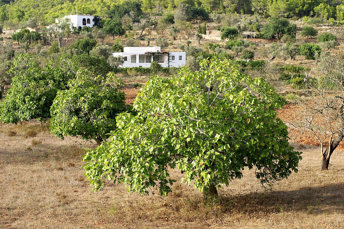 Fig tree (Ficus carica) in Es Pla de Sant Mateu. Ibiza, Balearic Islands. Spain