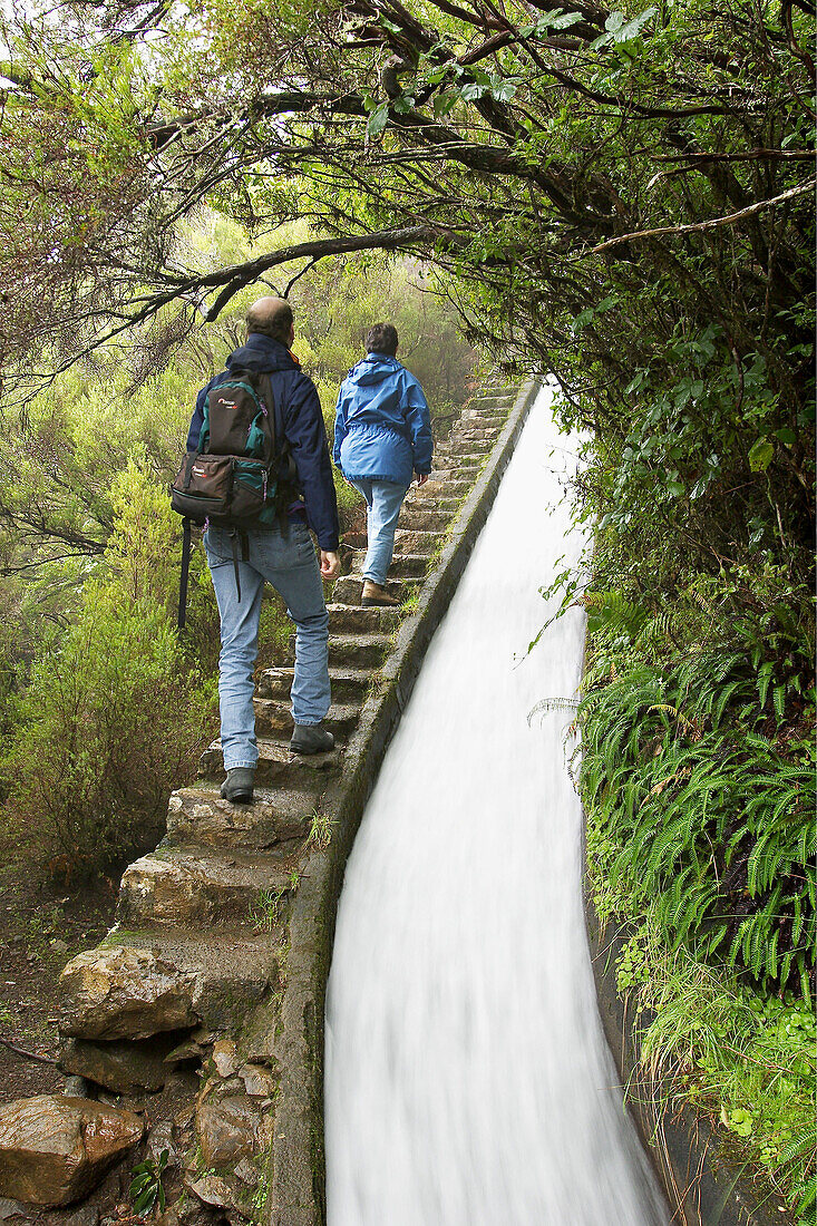 Levada do Alecrim near Rabacal. Madeira Island. Portugal