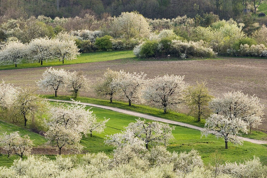 Blooming cherry trees. Franconia, Germany