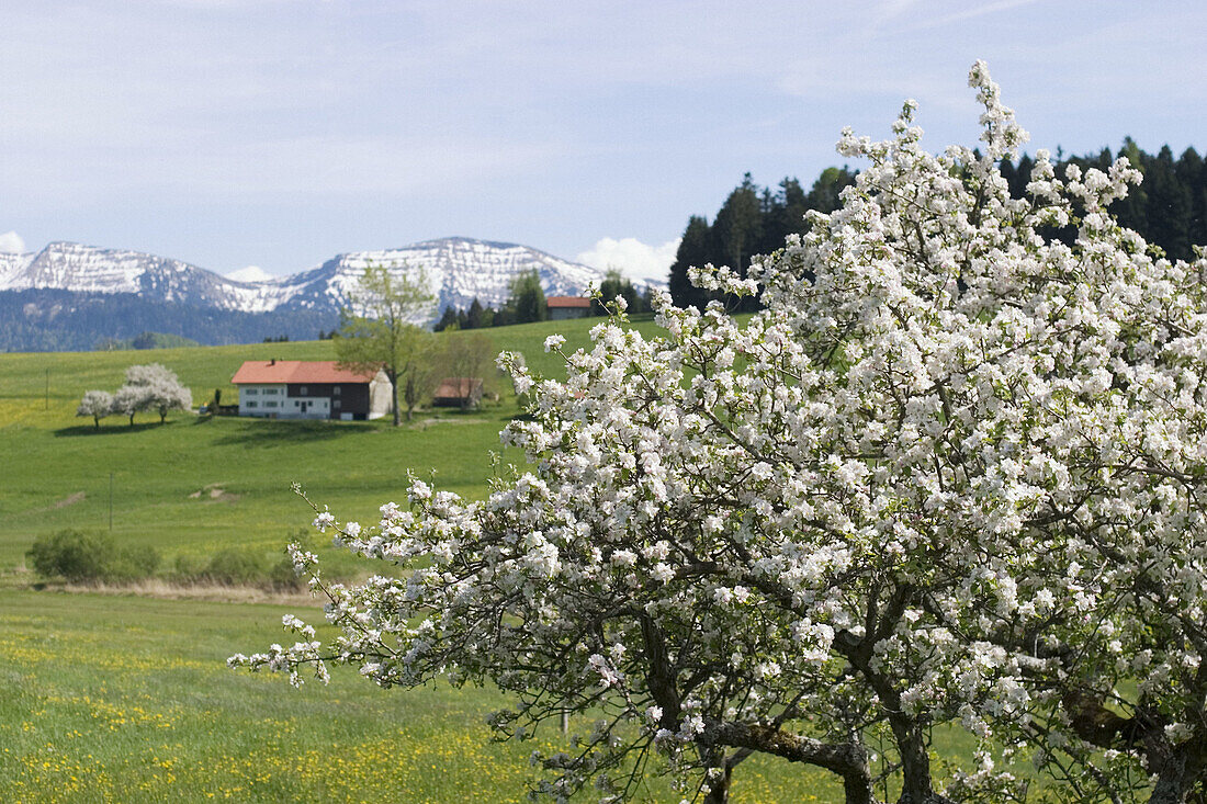 Blooming apple tree. Allgäu, Germany