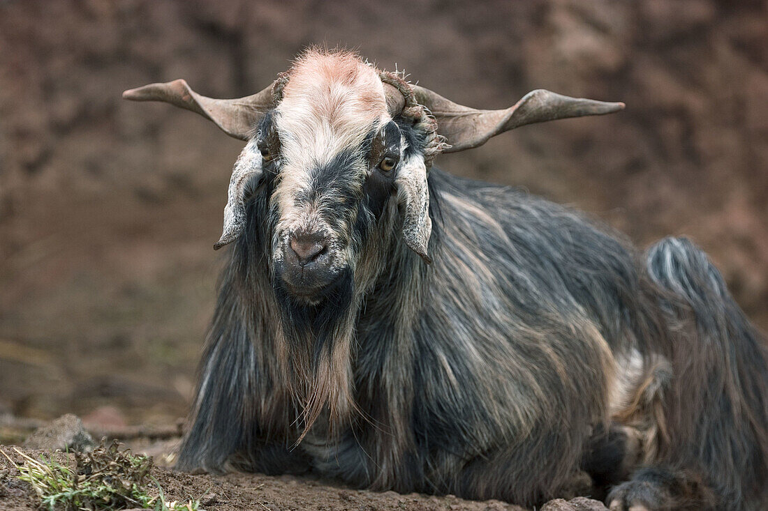 Female goat. La Gomera, Canary Islands. Spain
