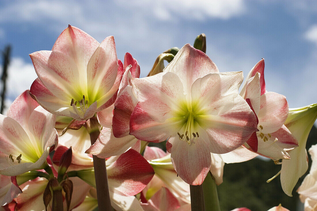 Bloom of Amaryllis. La Gomera, Canary Islands. Spain