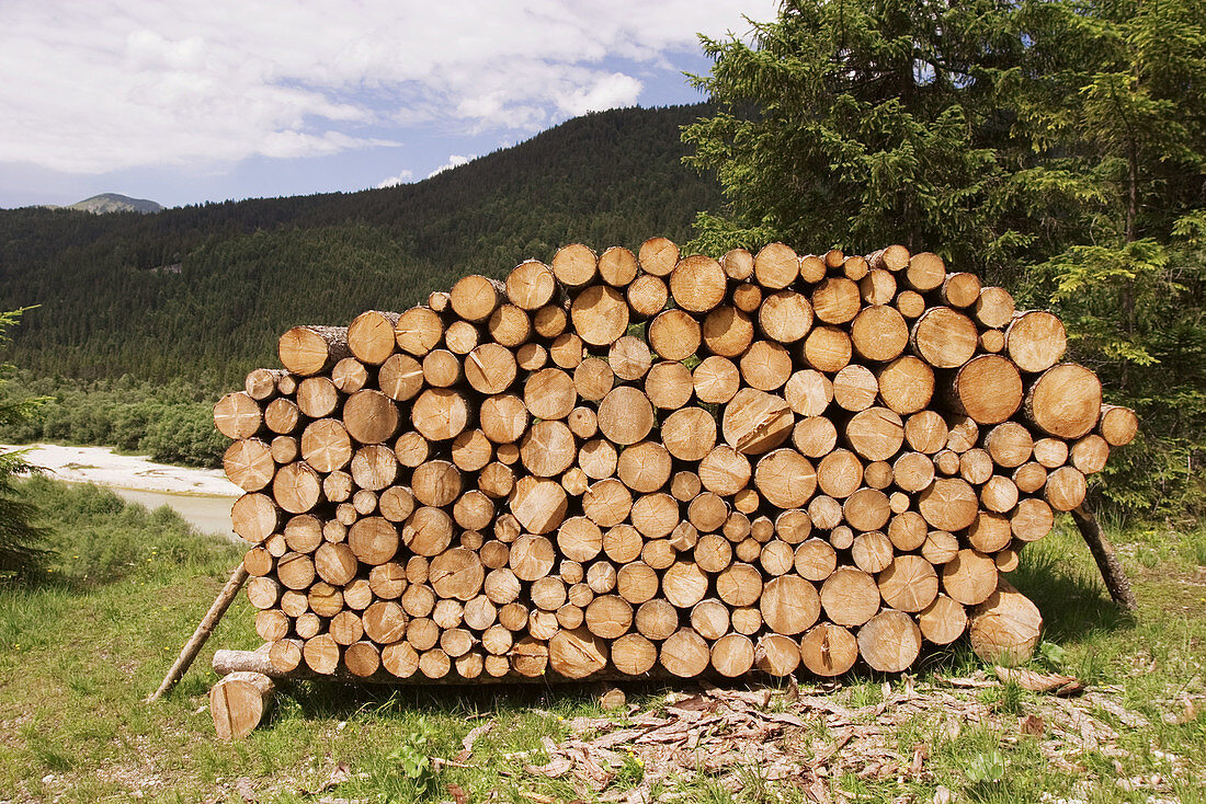 Woodpile of fir trees, Picea abies, Germany