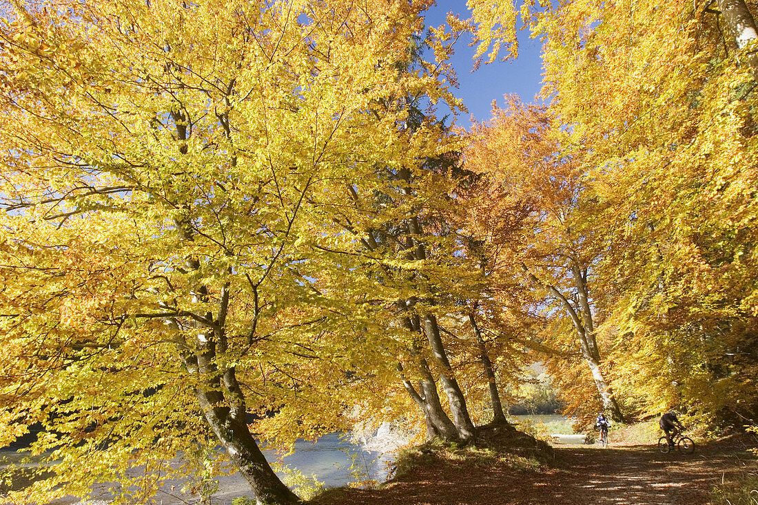 Autumnal forest path, beeches, Isar river near Munich, Bavaria, Germany