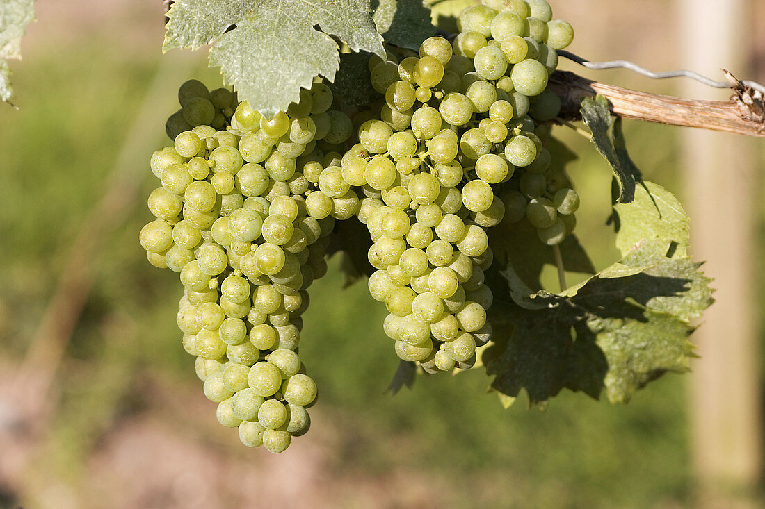 Wine grapes, Castell, Franconia, Germany