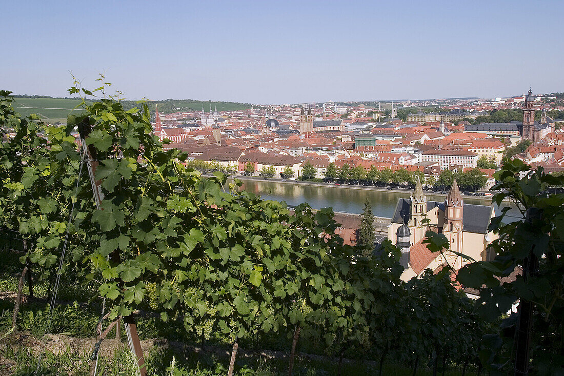 Vineyards, Main River, Würzburg, Franconia, Germany