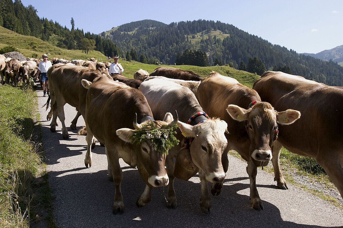 Viehscheid (cattle drive) in Balderschwang, Allgäu, Bavaria, Germany