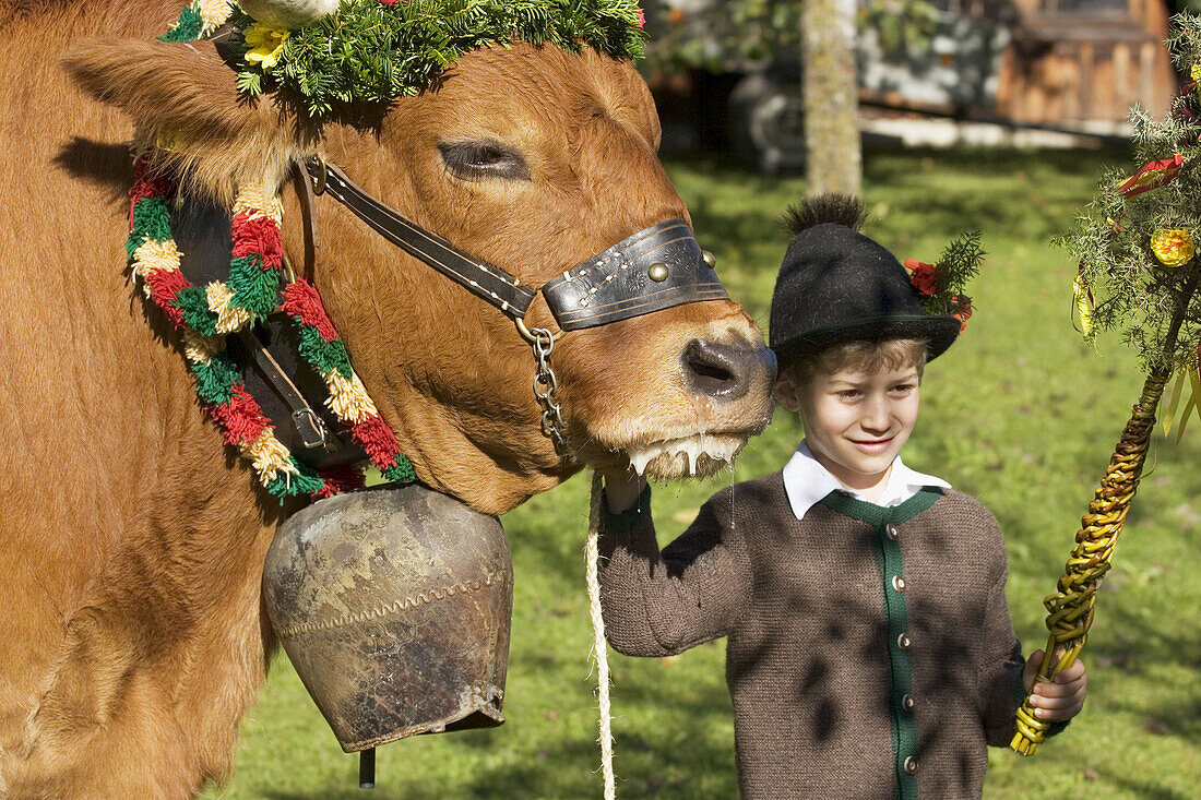 Oxen ride in Bichl. Upper Bavaria. Germany