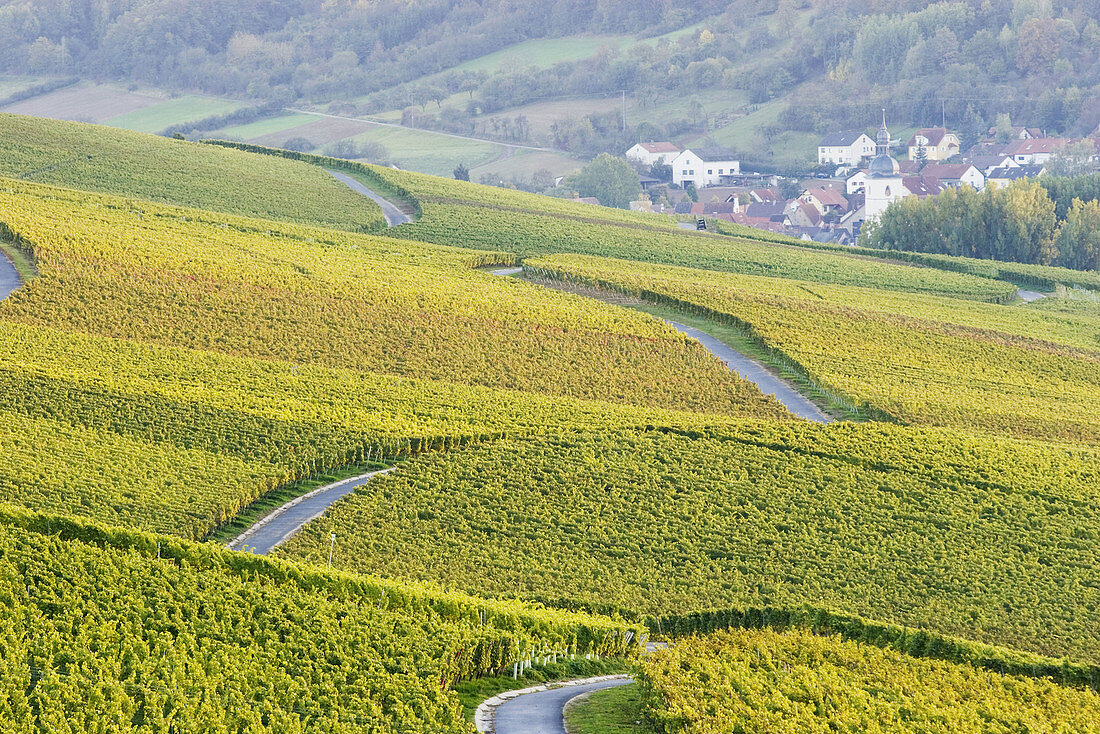 Vineyards, view from Sommerhausen. Franconia. Bavaria. Germany