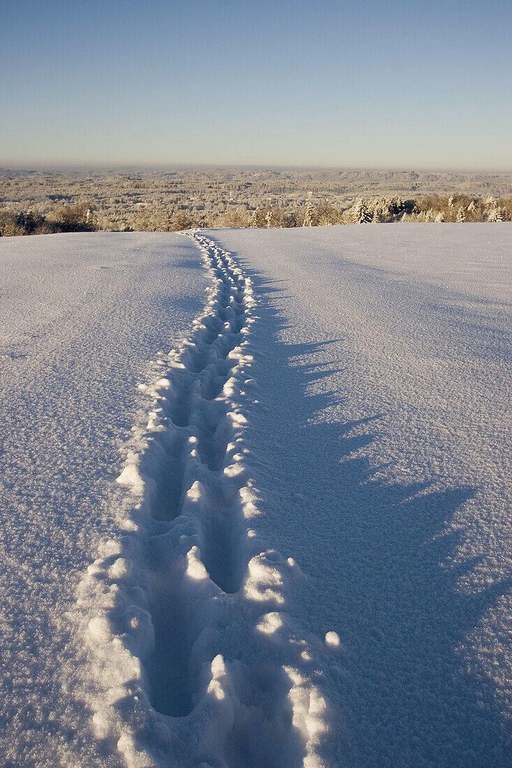 Tracks on snow covered landscape. Upper Bavaria. Germany